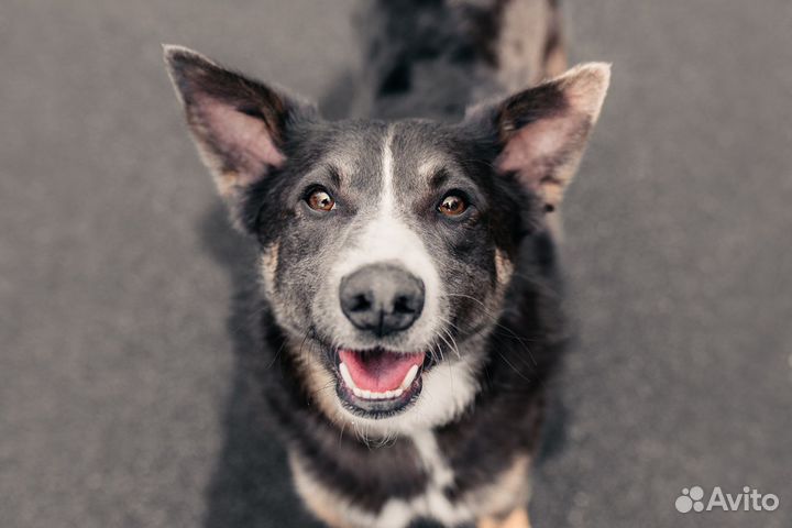 Собака в дар / бесплатно в добрые руки