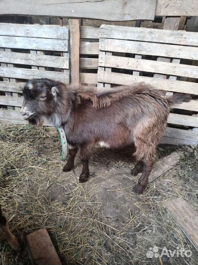 Козлы и козы