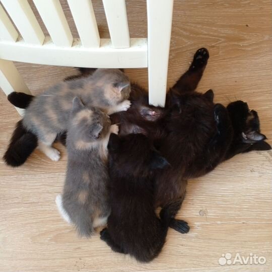 Британские котята