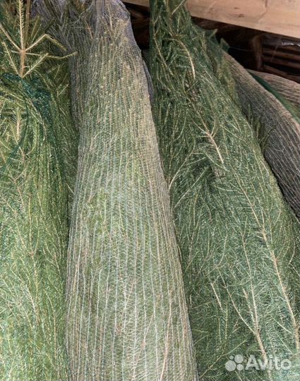 Живые елки и сосны оптом
