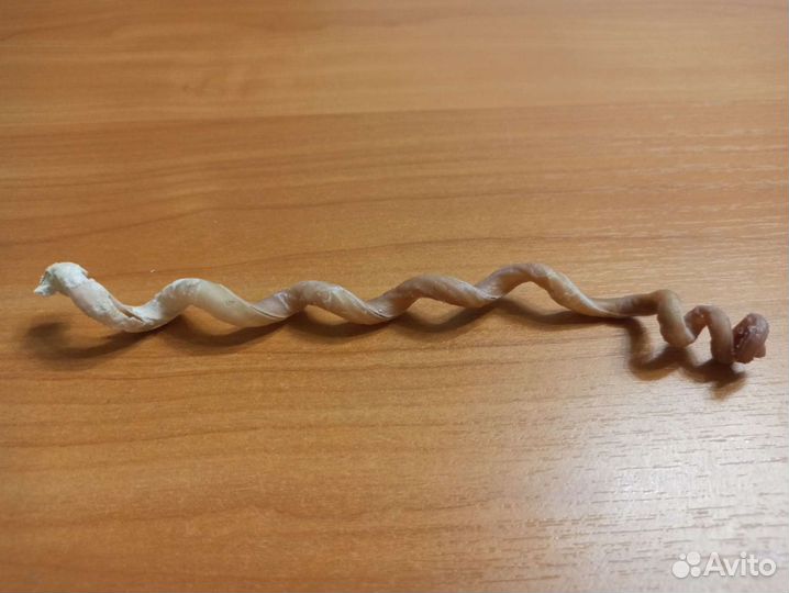 Морская раковина