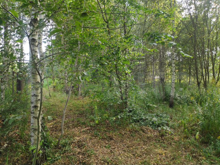 Участок 12,5 сот. (ИЖС)