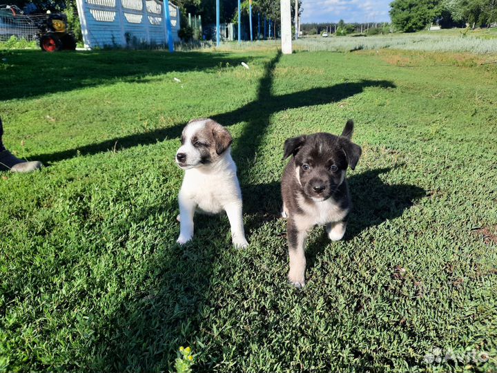 Щенок в добрые руки бесплатно