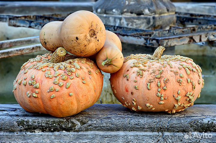 Тыква 