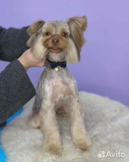 Стрижка собак и кошек, груминг, экспресс-линька