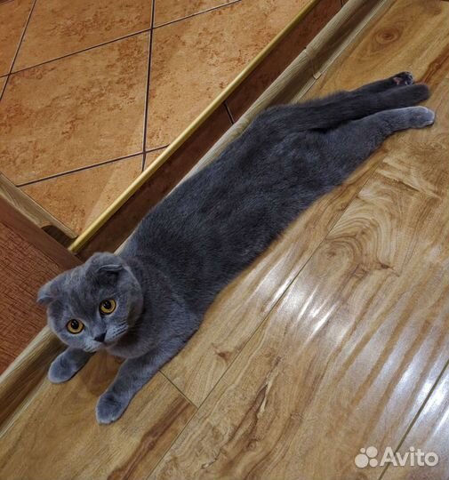 Кошечка ищет котика