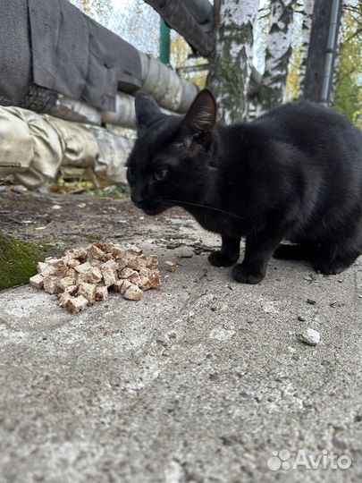 Кот