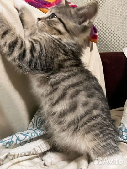 Котятенок в добрые руки