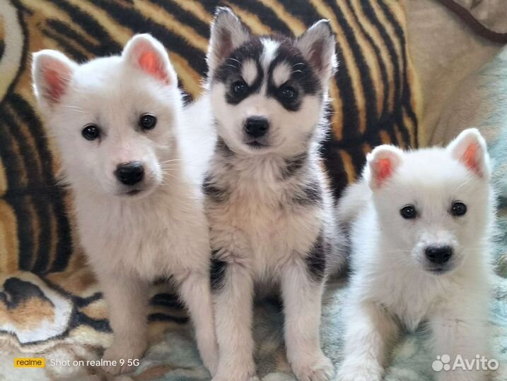 Щенки Хаски