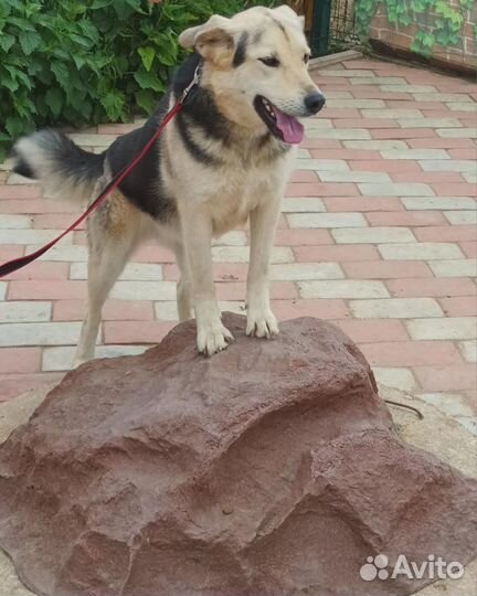 Восточноевропейская овчарка(метис)