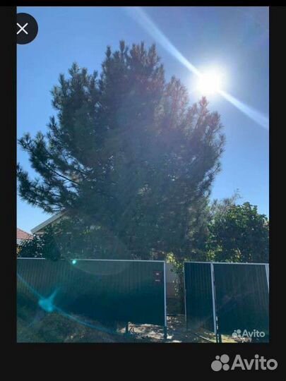 Спил деревьев