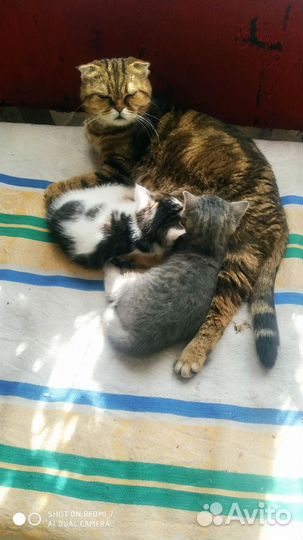 Котёнка в добрые руки