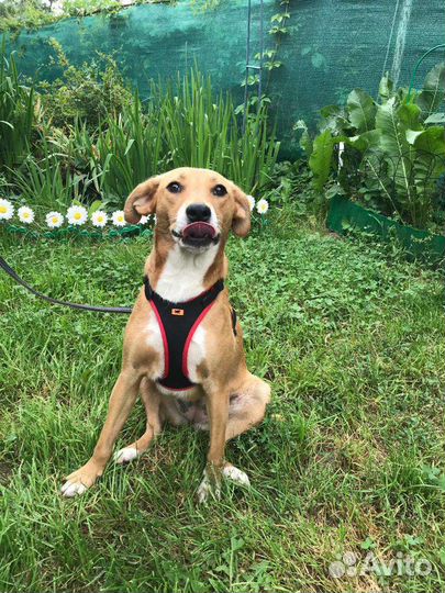 Собачка в добрые руки бесплатно