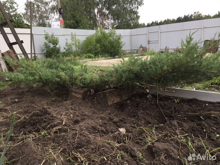 Можжевельник