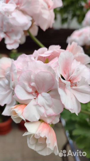 Пеларгония герань Ю-Кэлушарий