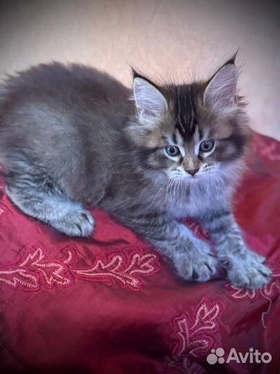 Котята мейнкуна