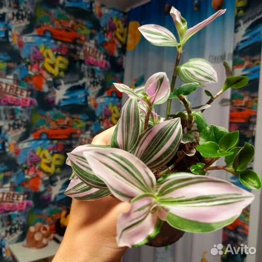 Традесканция пинк