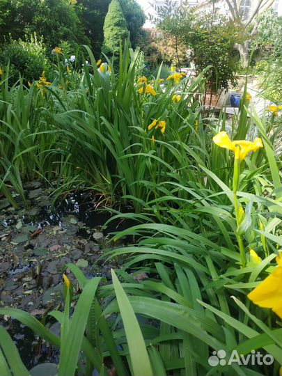 Ирисы луковицы