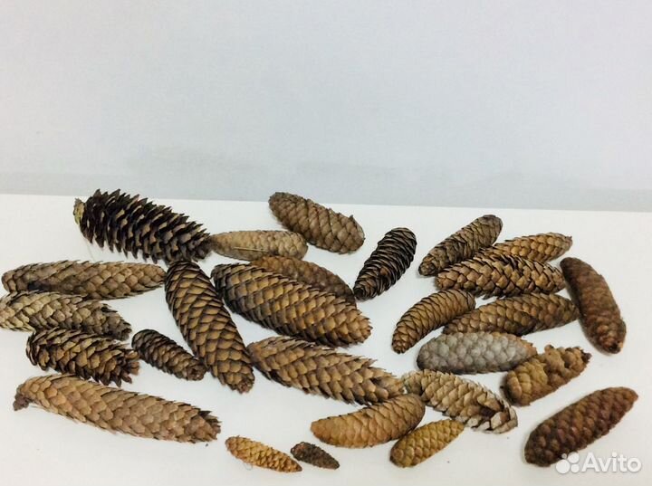 Шишки для поделок и оформления интерьеров. Обмен