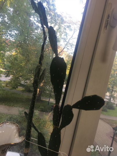 Кактус