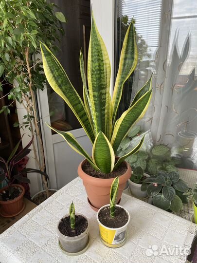 Сансевиерия щучий хвост