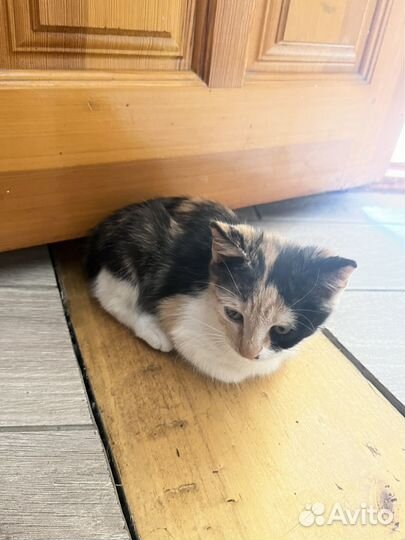 Кошки бесплатно
