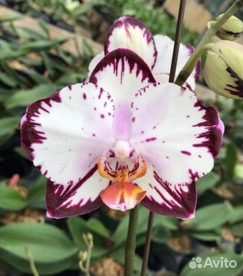 Орхидея фаленопсис