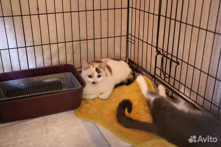 Кошечки в добрые руки