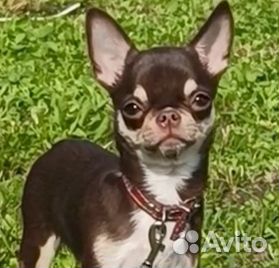Девочка чихуа мини