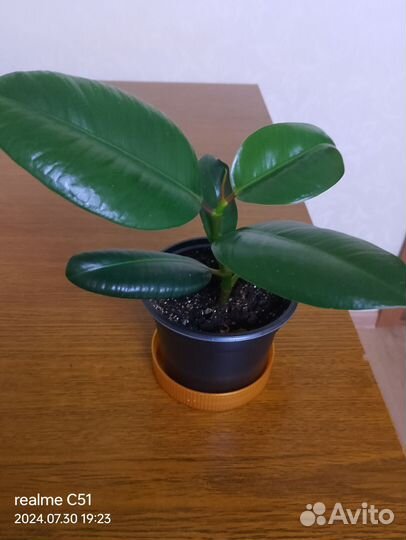 Фикус каучуконосный