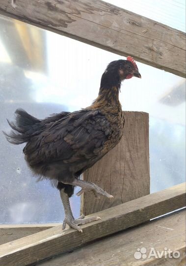 Молодой петух