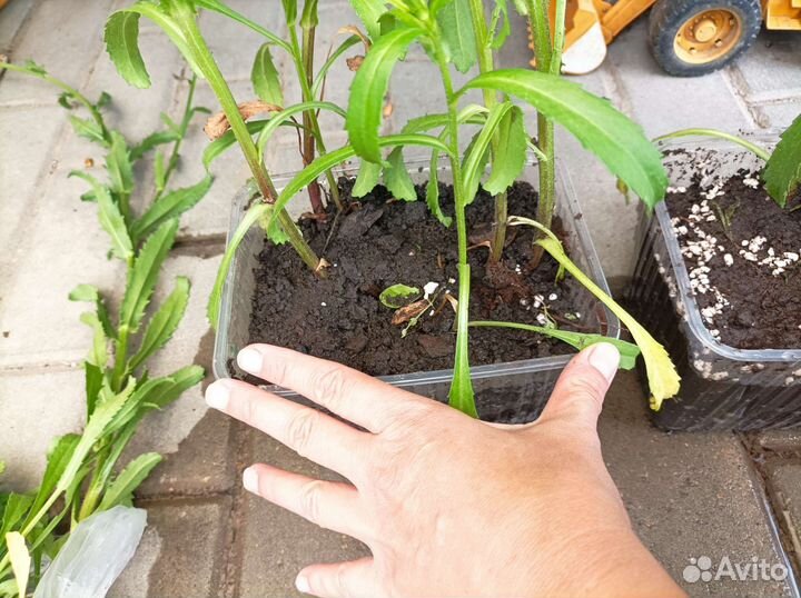 Ромашка махровая