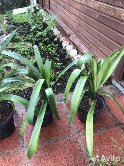 Домашние цветы