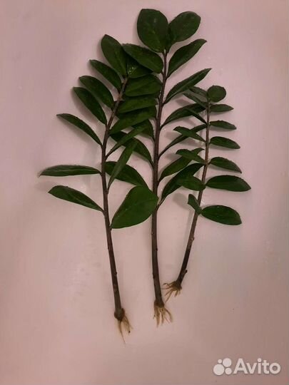 Замиокулькас