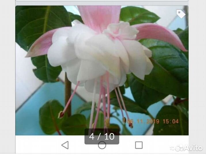 Сортовые фуксии