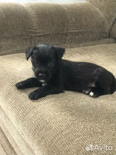 Маленькая собака