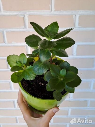 Комнатные цветы каланхоэ