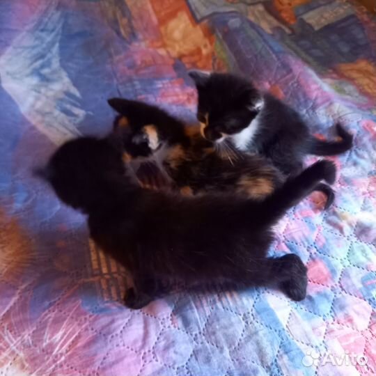 Отдам в добрые руки котят