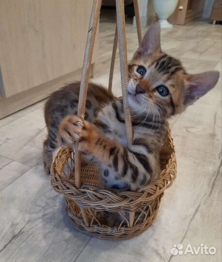 Бенгальские котята