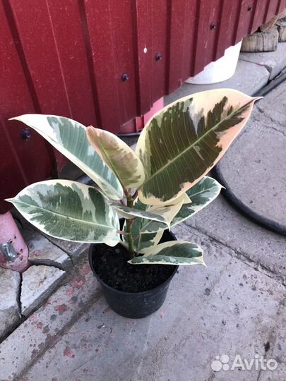 Фикус Эластика Тинеке