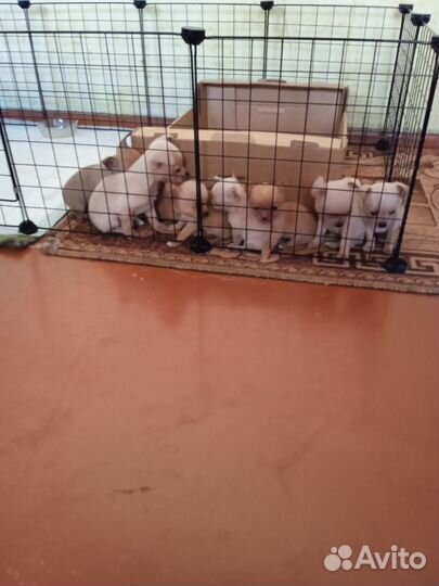 Той-терьер щенки