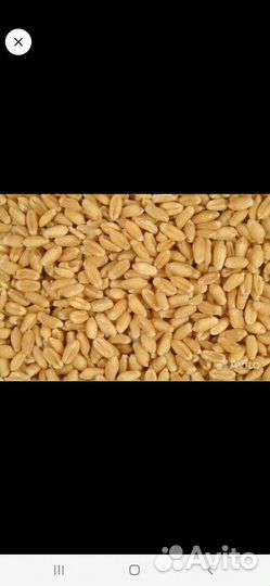Пшеница