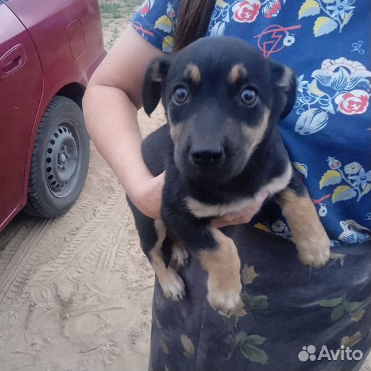 Маленькая собака в добрые руки бесплатно