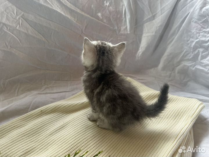 Британский котенок девочка