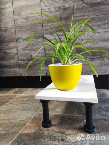 Хлорофитум