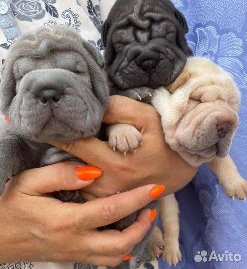 Щенки шарпей РКФ