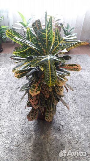 Комнатные цветы