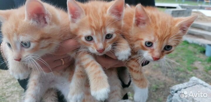 Котята рыжие