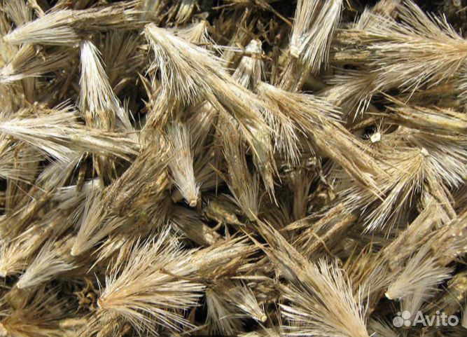 Семена мордовника