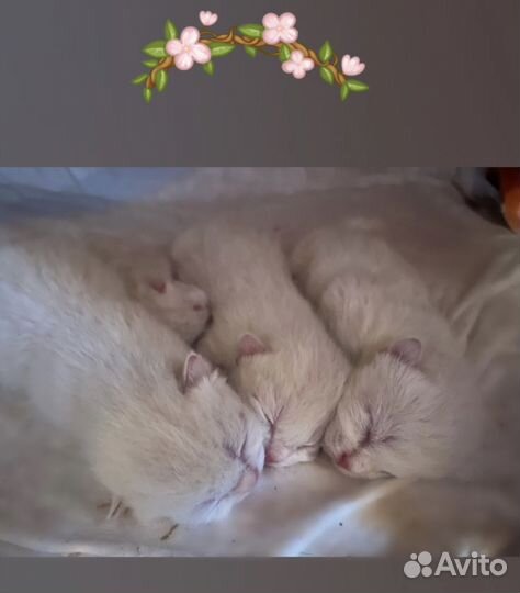 Шотландские вислоухие